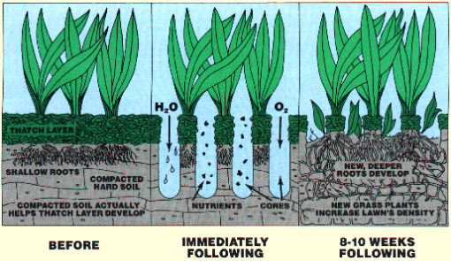 Lawn Aeration in Toledo Ohio